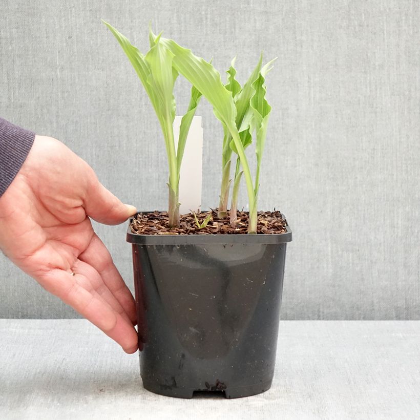 Exemplar von Hosta Atomic Elvis - Garten-Funkie Topf mit 1,5L/2L wie im Frühjahr geliefert