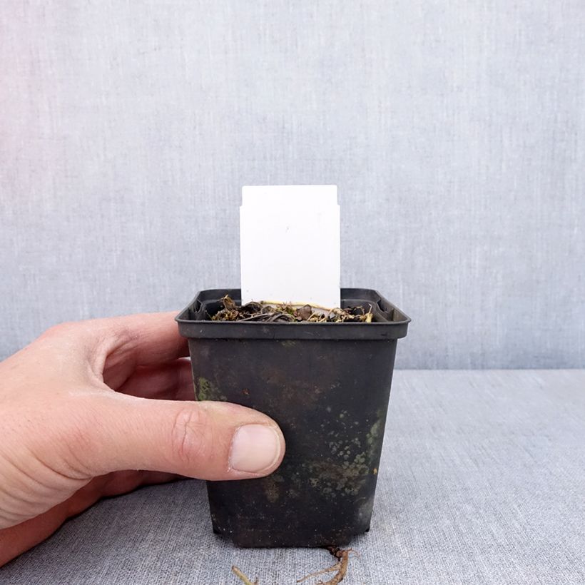 Example of Hosta Austin Dickinson - Garten-Funkie Kleine Töpfe von 8/9 cm as you get in printemps