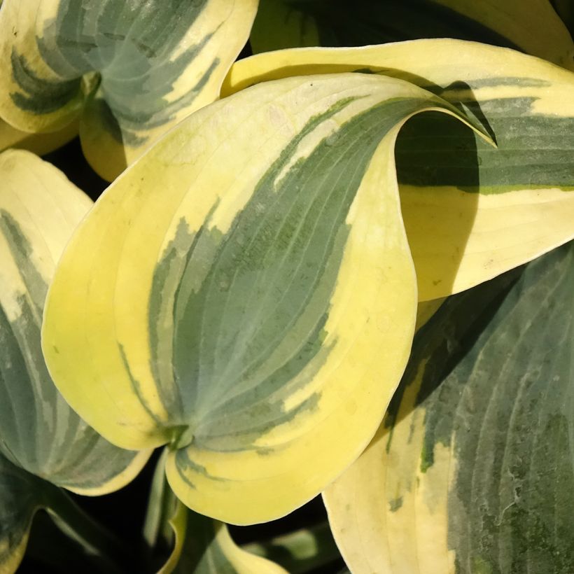 Hosta Autumn Frost - Garten-Funkie (Foliage)