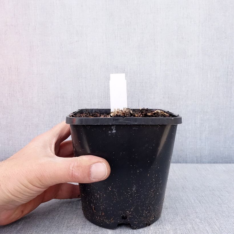 Example of Hosta Ayesha - Garten-Funkie Topf mit 1,5L/2L as you get in printemps