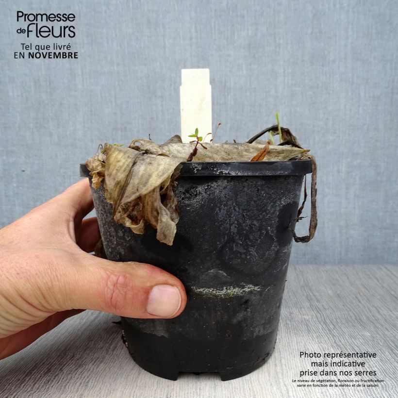 Exemplar von Hosta Beach Boy - Garten-Funkie Topf mit 1,5L/2L wie im Herbst geliefert