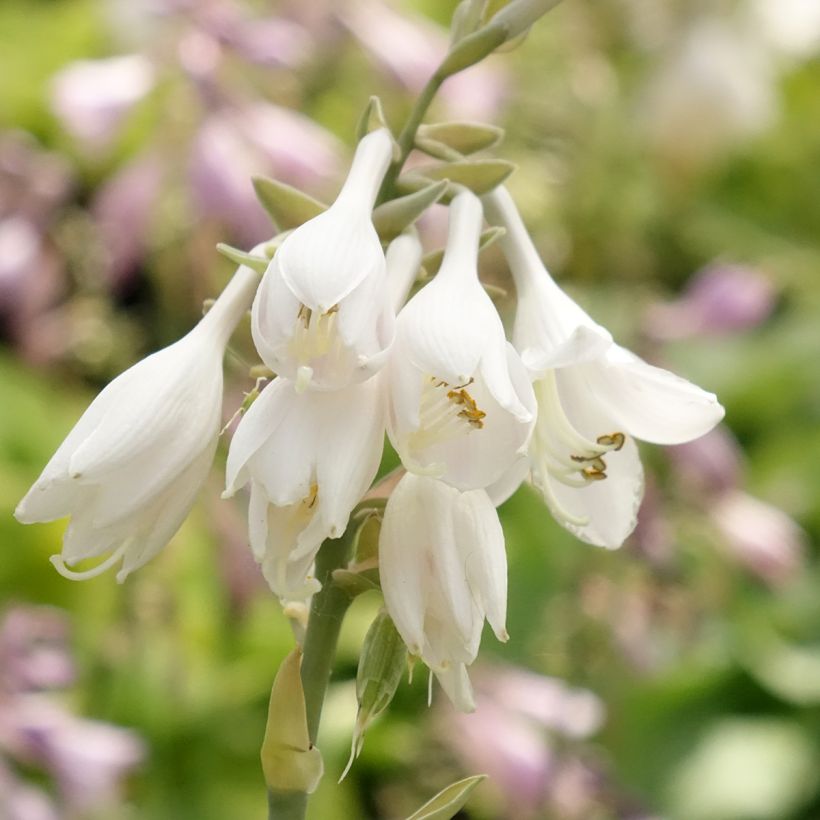 Hosta Big daddy - Garten-Funkie (Blüte)