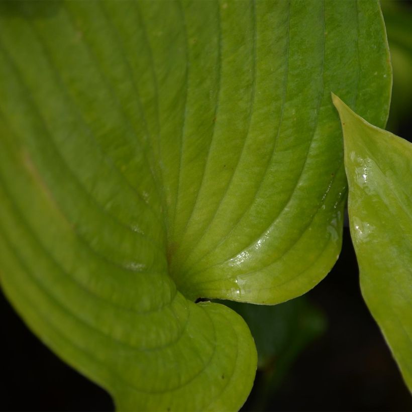 Hosta Raspberry Sorbet (Foliage)