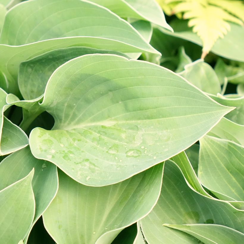 Hosta Hosta Blue Cadet - Garten-Funkie (Foliage)