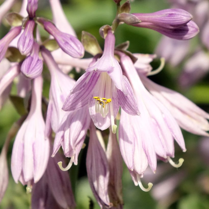 Hosta Hosta Blue Cadet - Garten-Funkie (Flowering)