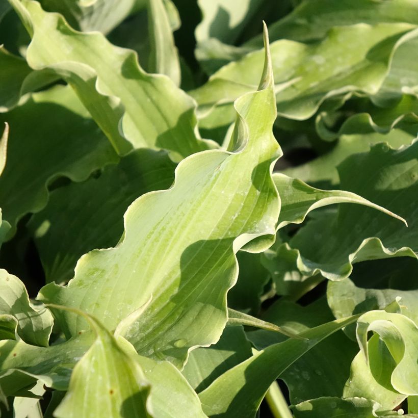 Hosta Blue Cascade - Garten-Funkie (Laub)