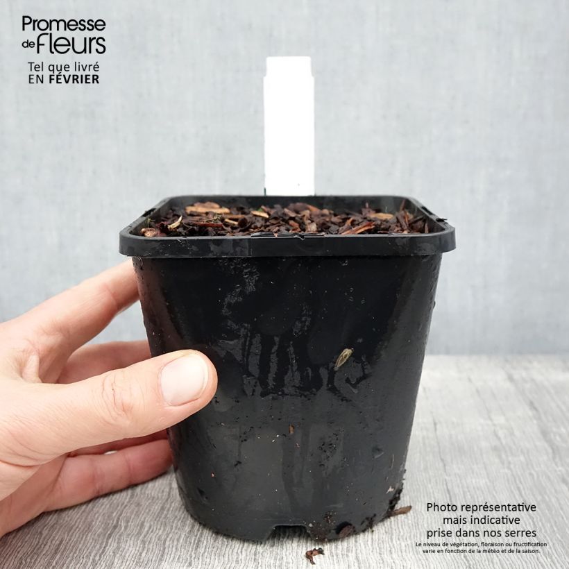 Exemplar von Hosta Blue Ivory - Hosta moyen bleu et ivoire Pot de 1,5L/2L wie im Winter geliefert