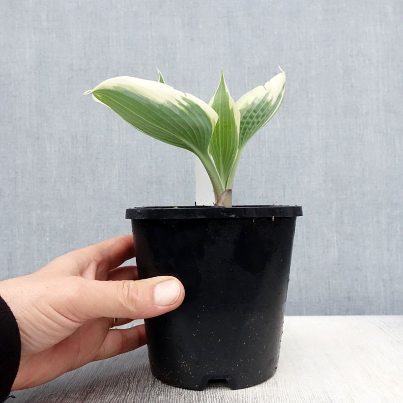 Example of Hosta tardiana Blue Ivory - Garten-Funkie Topf mit 1,5L/2L as you get in printemps