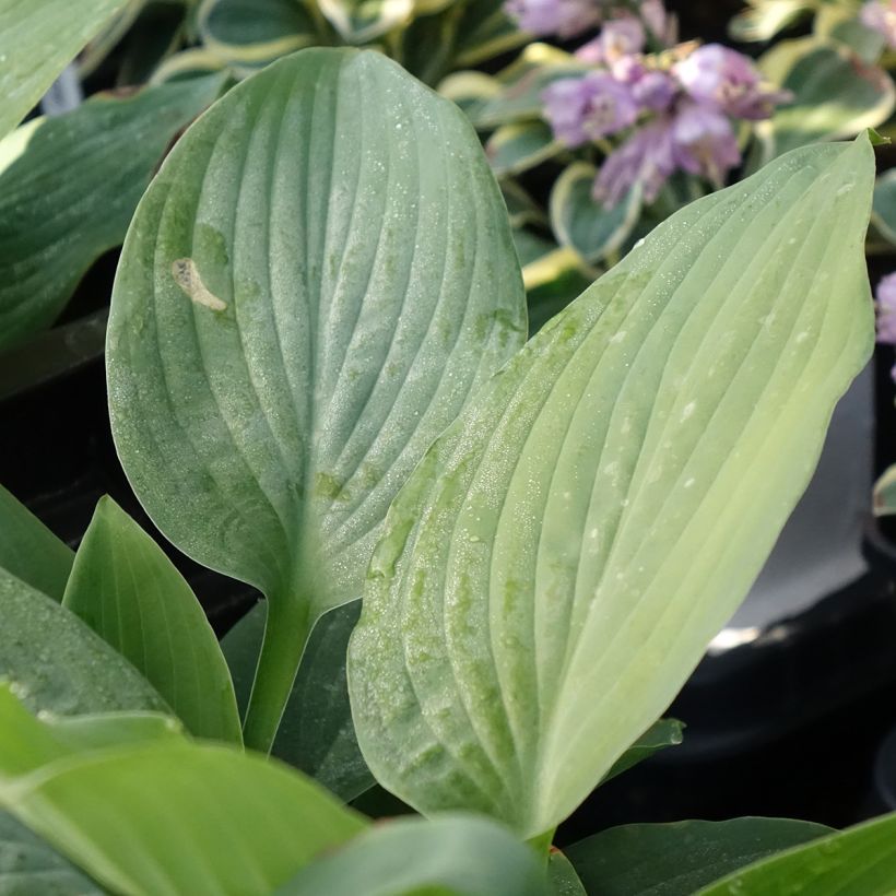 Hosta Blue Mammoth - Garten-Funkie (Laub)