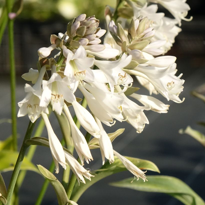 Hosta Blue Mammoth - Garten-Funkie (Blüte)