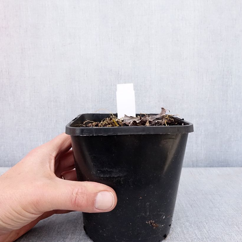 Exemplar von Hosta Blue Mammoth - Garten-Funkie Topf mit 1,5L/2L wie im Frühjahr geliefert