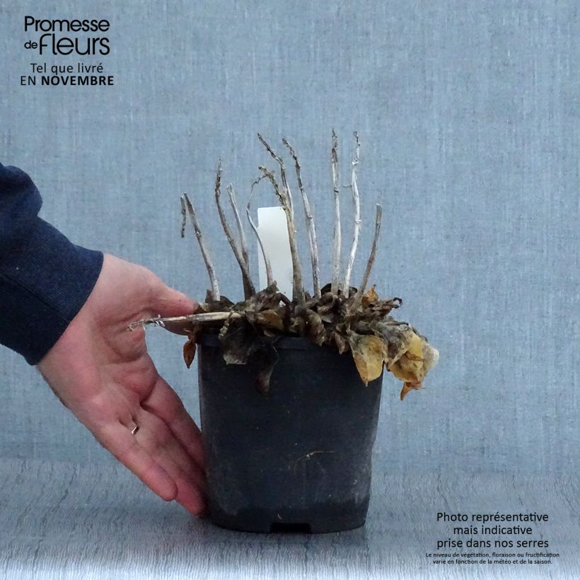 Exemplar von Hosta Blue Mouse Ears - Garten-Funkie Topf mit 1,5L/2L wie im Herbst geliefert