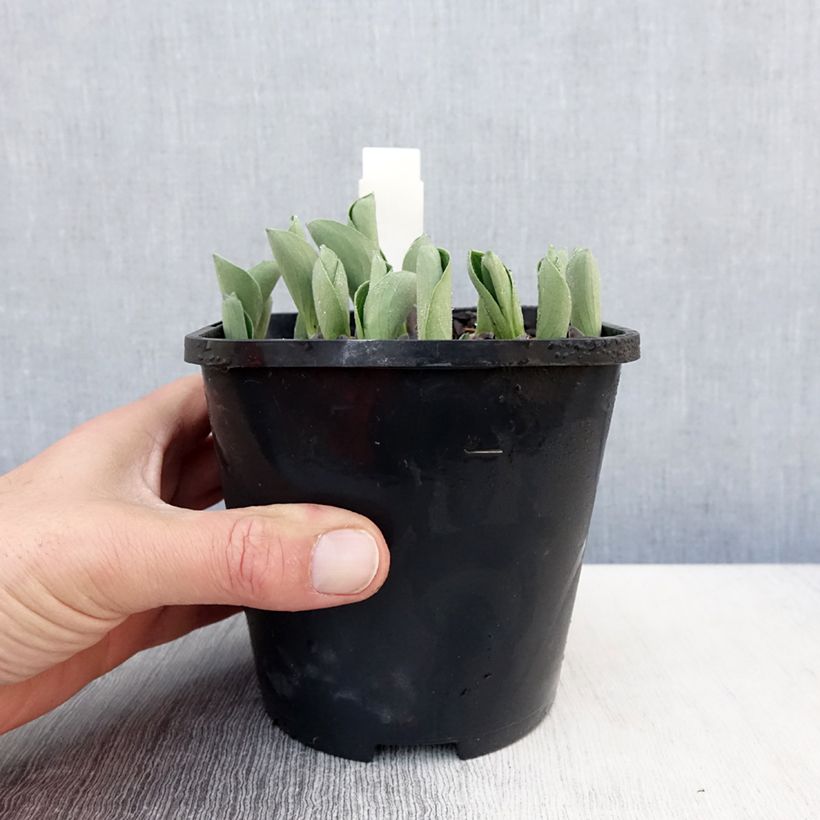 Exemplar von Hosta Blue Mouse Ears - Garten-Funkie Topf mit 1,5L/2L wie im Frühjahr geliefert