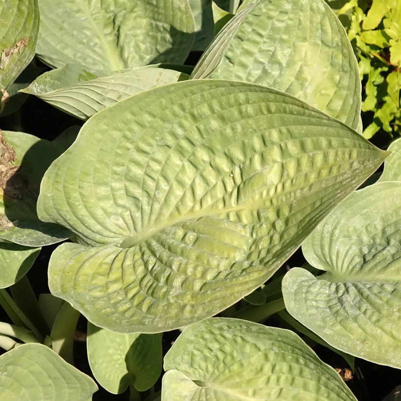 Hosta Blue Vision - Garten-Funkie (Laub)