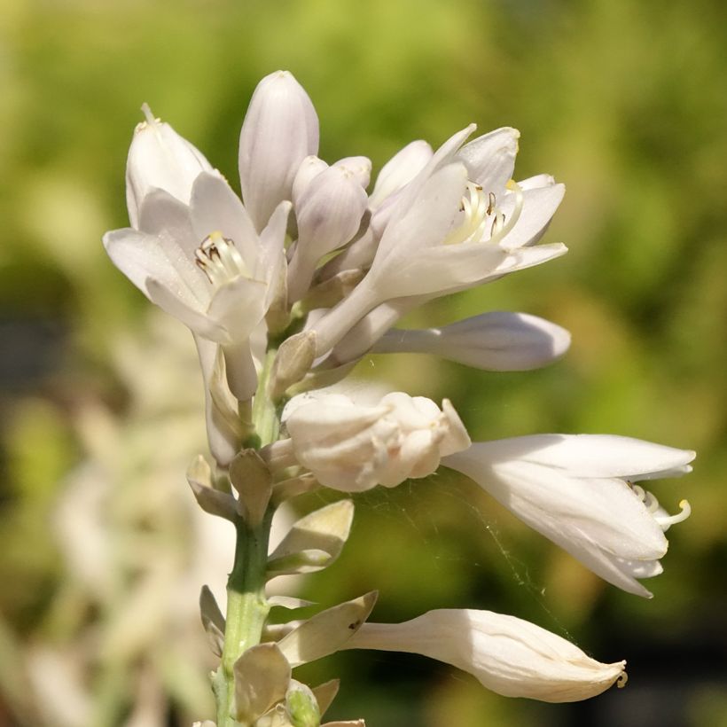 Hosta Blue Vision - Garten-Funkie (Blüte)