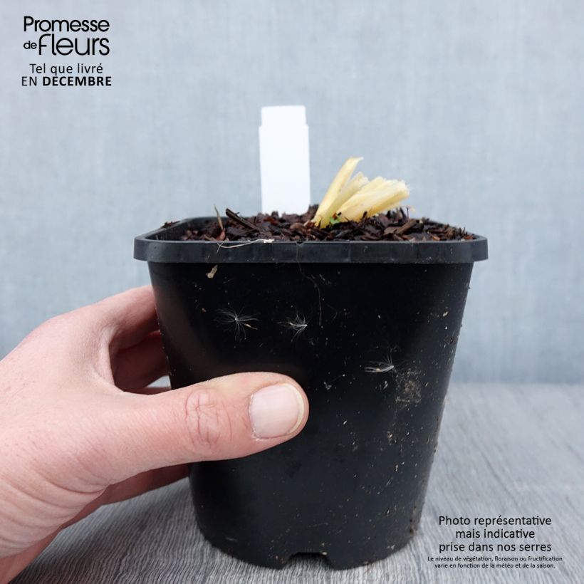 Exemplar von Hosta Bridal Falls Pot de 1,5L/2L wie im Herbst geliefert