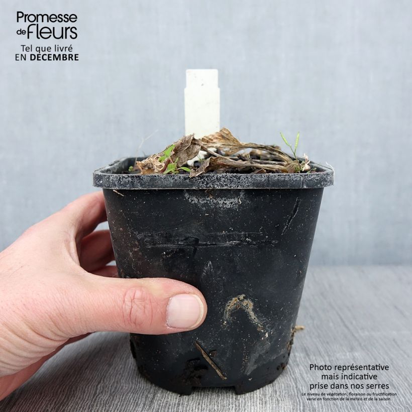 Exemplar von Hosta Broad Street Pot de 1,5L/2L wie im Herbst geliefert