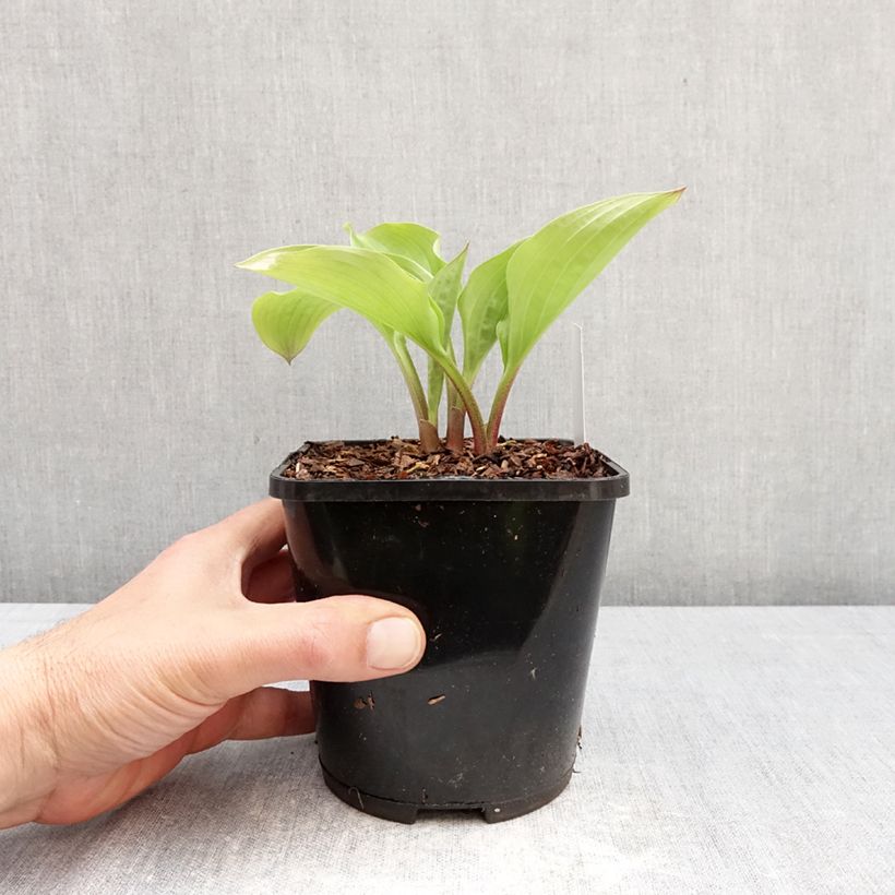 Exemplar von Hosta Celtic Uplands - Garten-Funkie Topf mit 1,5L/2L wie im Frühjahr geliefert