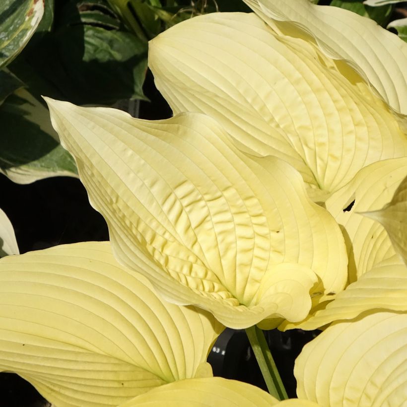 Hosta Coast to Coast - Garten-Funkie (Foliage)