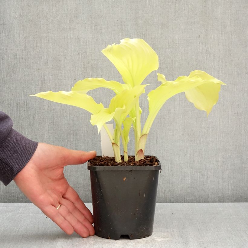 Exemplar von Hosta Dancing Queen - Garten-Funkie Topf mit 1,5L/2L wie im Frühjahr geliefert