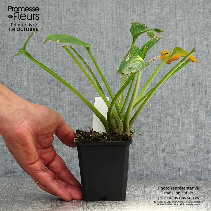 Exemplar von Hosta Devon Green - Garten-Funkie Kleine Töpfe von 8/9 cm wie im Herbst geliefert