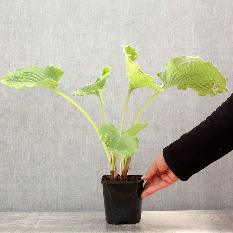 Example of Hosta Diamond Lake - Garten-Funkie Topf mit 1,5L/2L as you get in printemps