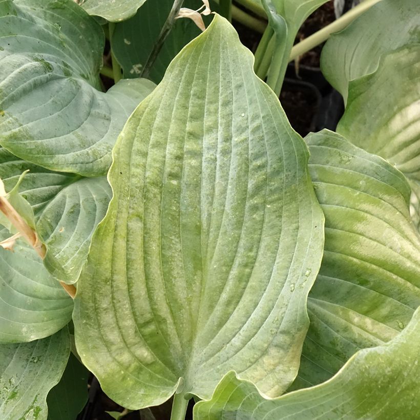 Hosta Diamond Lake - Garten-Funkie (Foliage)