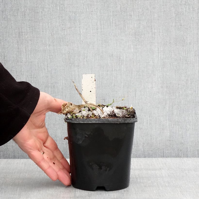 Exemplar von Hosta Dream Queen Pot de 1,5L/2L wie im Winter geliefert