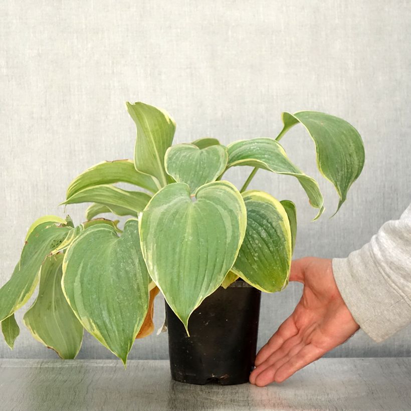 Exemplar von Hosta Earth Angel Pot de 1,5L/2L wie im Herbst geliefert