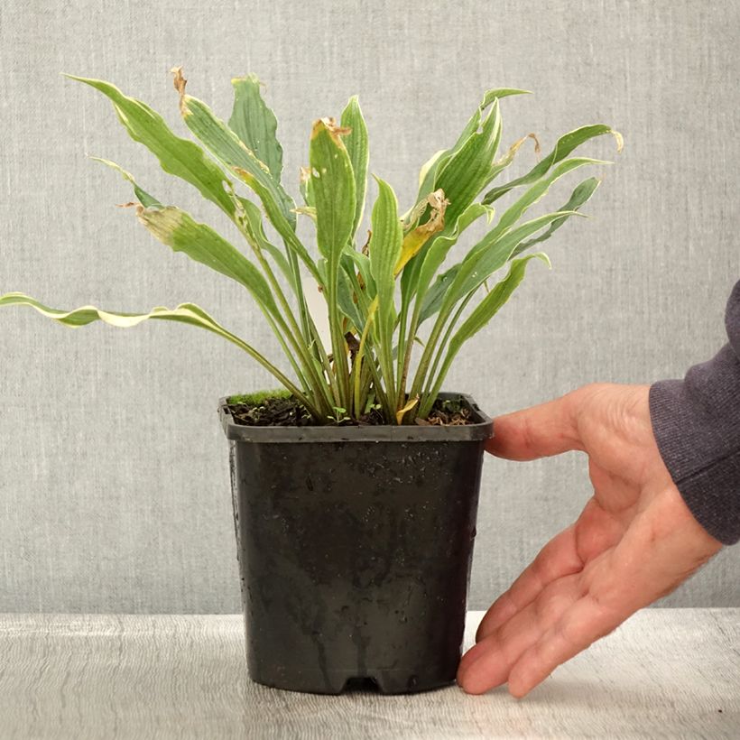 Exemplar von Hosta Electrocution Pot de 1,5L/2L wie im Herbst geliefert
