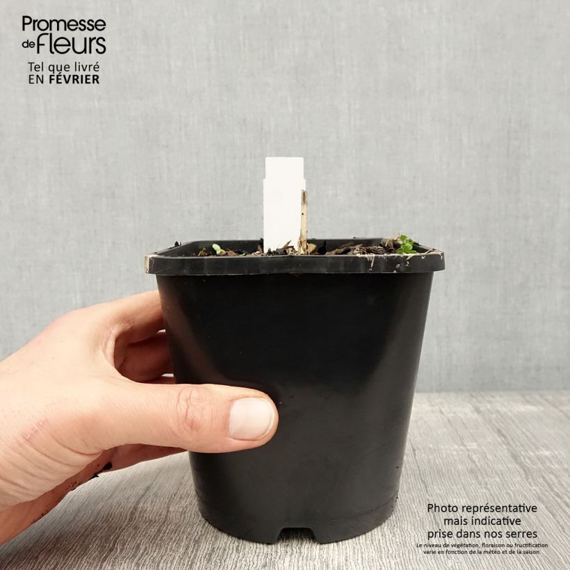 Exemplar von Hosta Enterprise Pot de 1,5L/2L wie im Winter geliefert