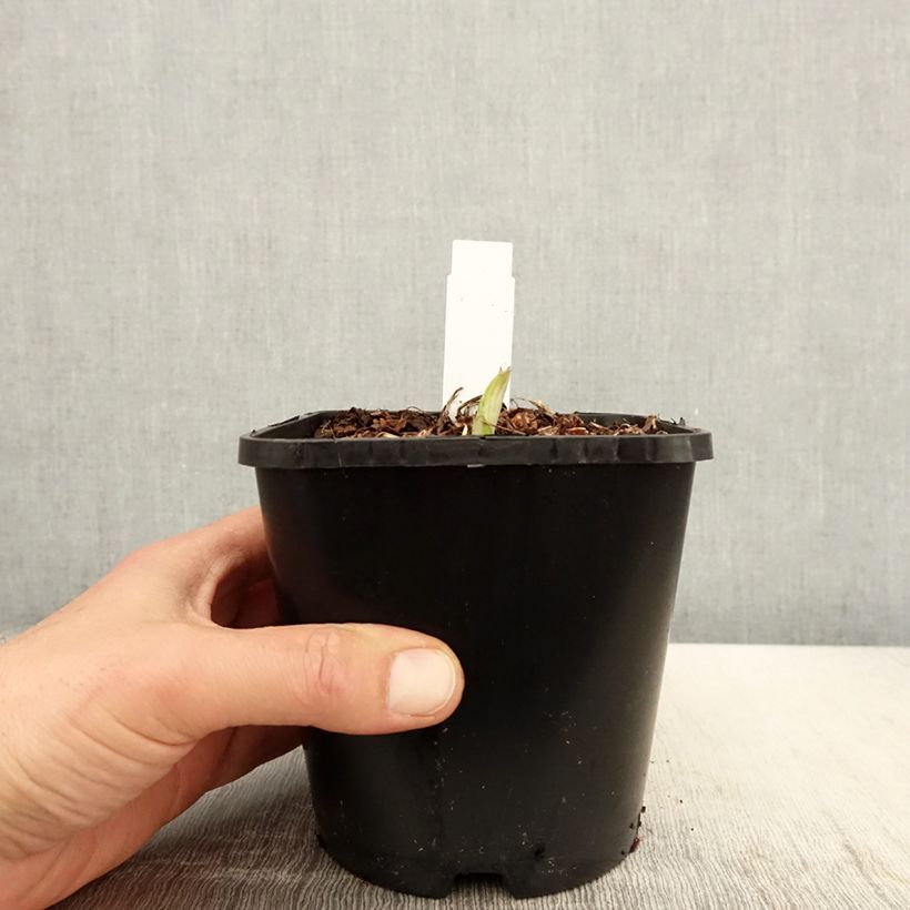 Example of Hosta Enterprise - Garten-Funkie Topf mit 1,5L/2L as you get in printemps