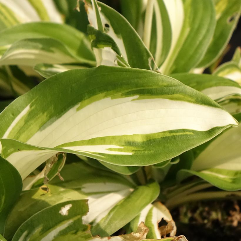 Hosta Enterprise - Garten-Funkie (Foliage)