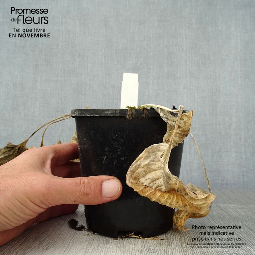 Exemplar von Hosta Eye Catcher Pot de 1,5L/2L wie im Herbst geliefert