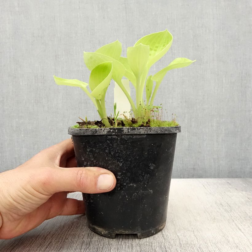 Exemplar von Hosta Eye Catcher - Garten-Funkie Topf mit 1,5L/2L wie im Frühjahr geliefert