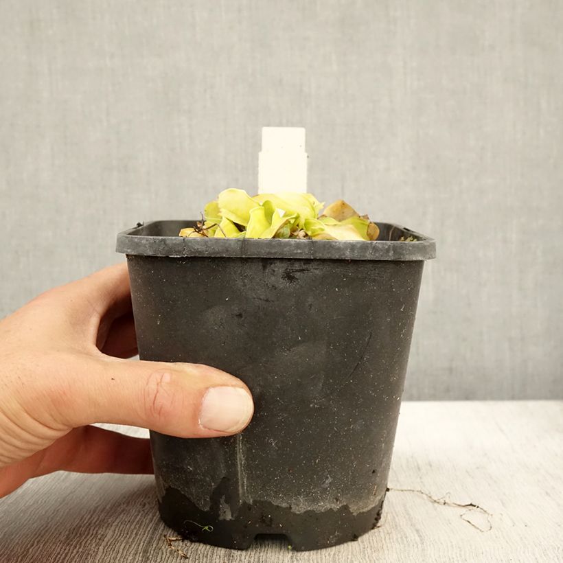 Exemplar von Hosta Faithfull Heart Pot de 1,5L/2L wie im Herbst geliefert