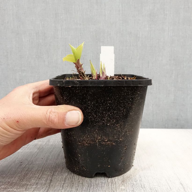 Example of Hosta Faithfull Heart - Garten-Funkie Topf mit 1,5L/2L as you get in printemps