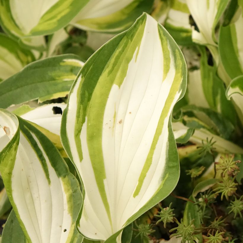 Hosta Fire and Ice - Garten-Funkie (Foliage)