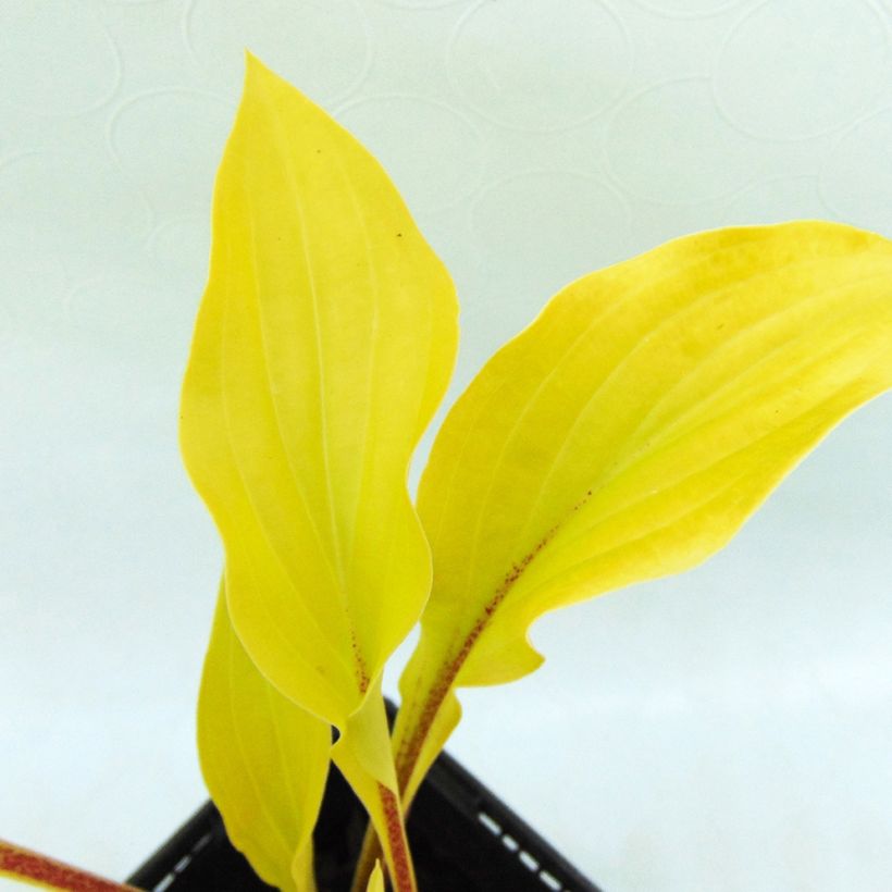 Hosta fire Island - Garten-Funkie (Foliage)