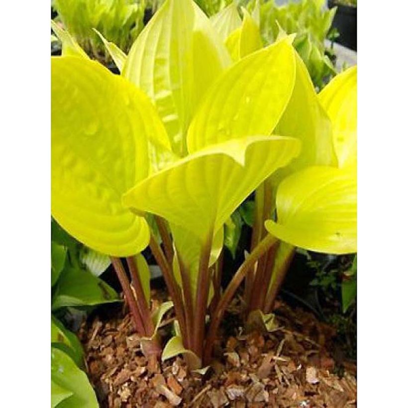Hosta fire Island - Garten-Funkie (Plant habit)