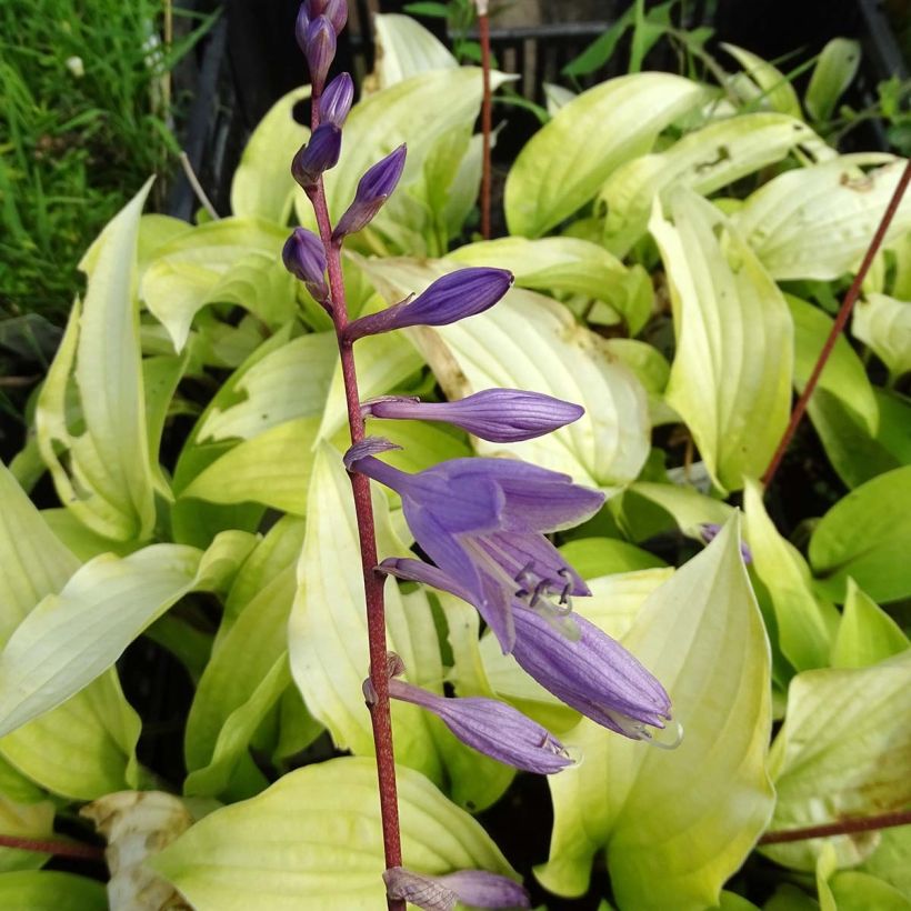 Hosta fire Island - Garten-Funkie (Flowering)