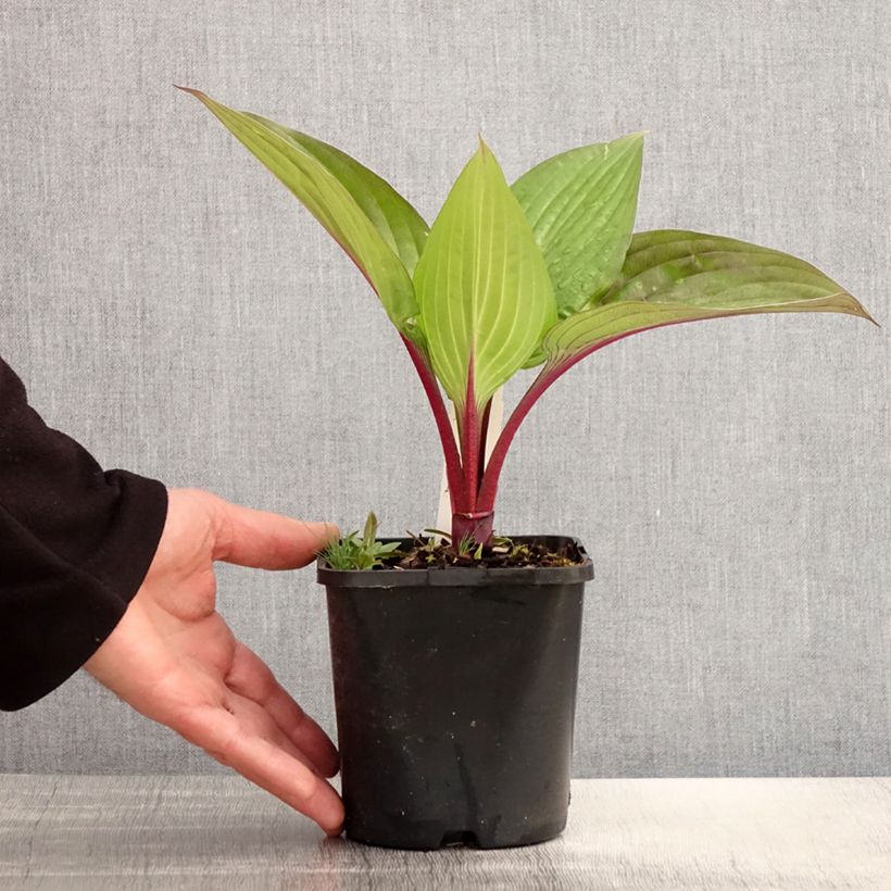 Example of Hosta First Blush - Garten-Funkie Topf mit 1,5L/2L as you get in printemps