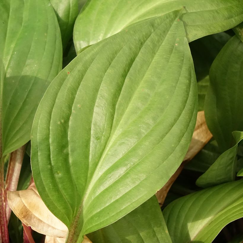 Hosta First Blush - Garten-Funkie (Foliage)
