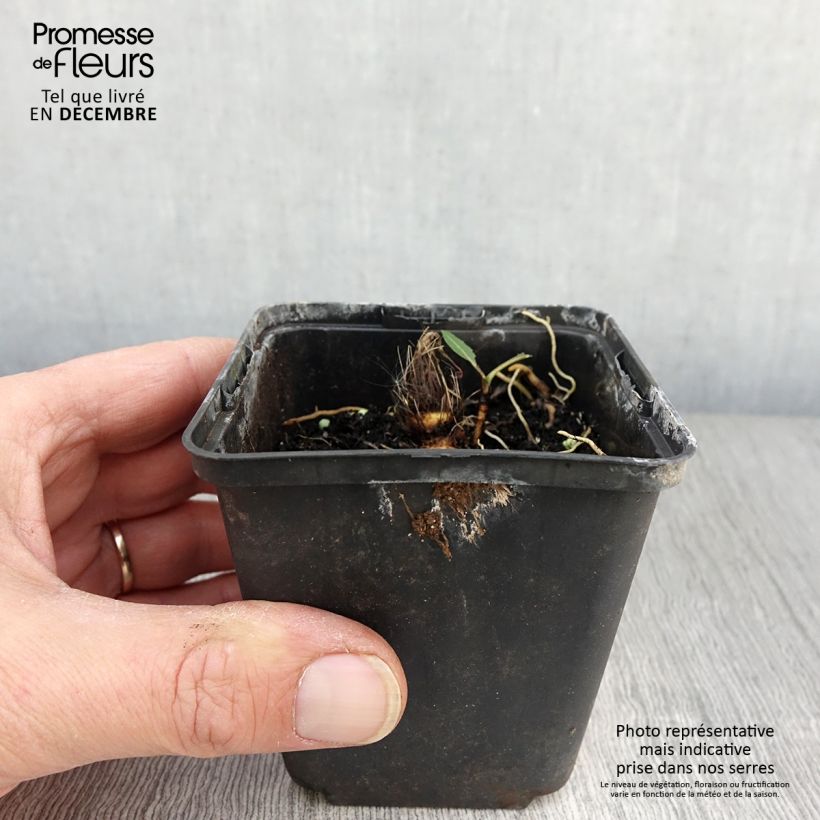 Exemplar von Hosta Flemish Sky - Garten-Funkie Kleine Töpfe von 8/9 cm wie im Herbst geliefert