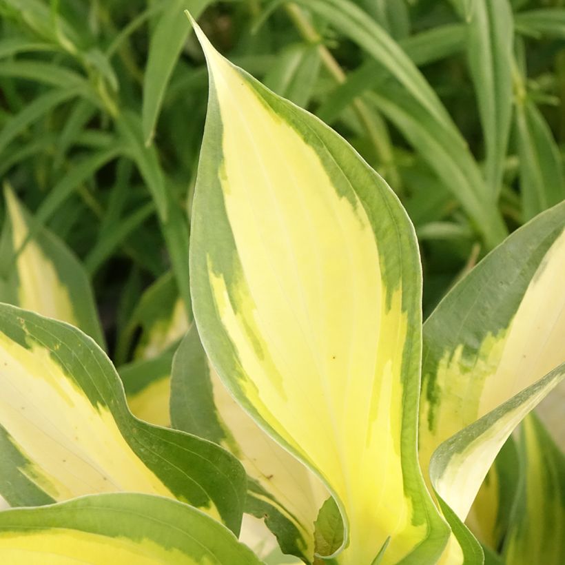 Hosta Forbidden Fruit - Garten-Funkie (Foliage)