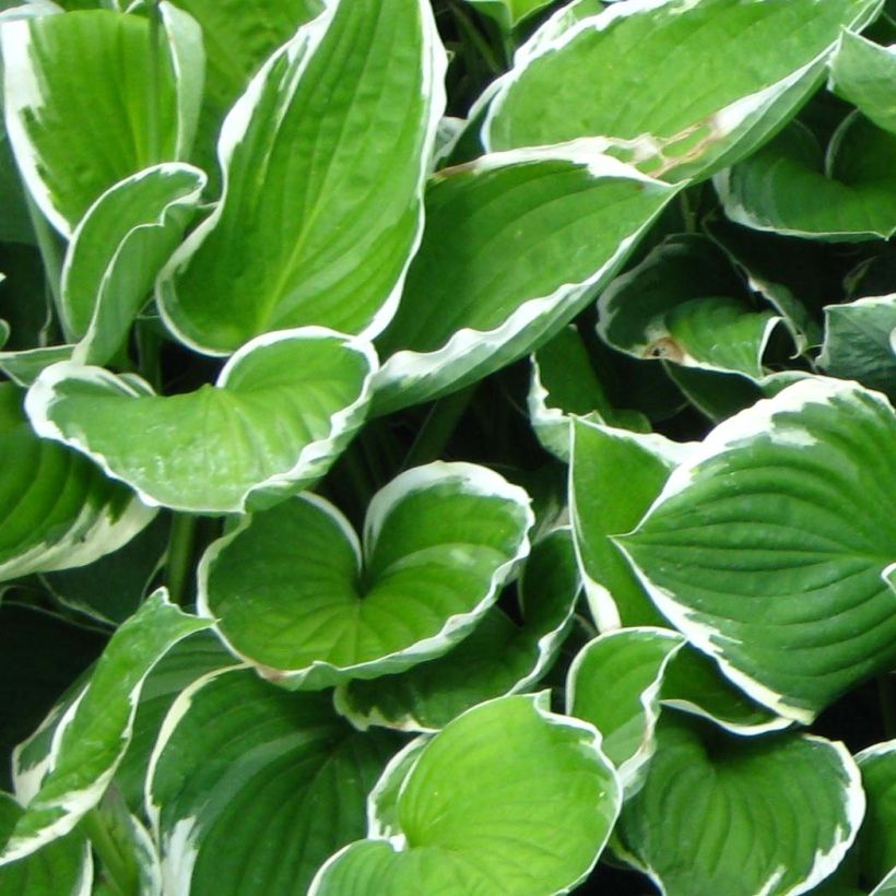Hosta fortunei Francee - Garten-Funkie (Foliage)