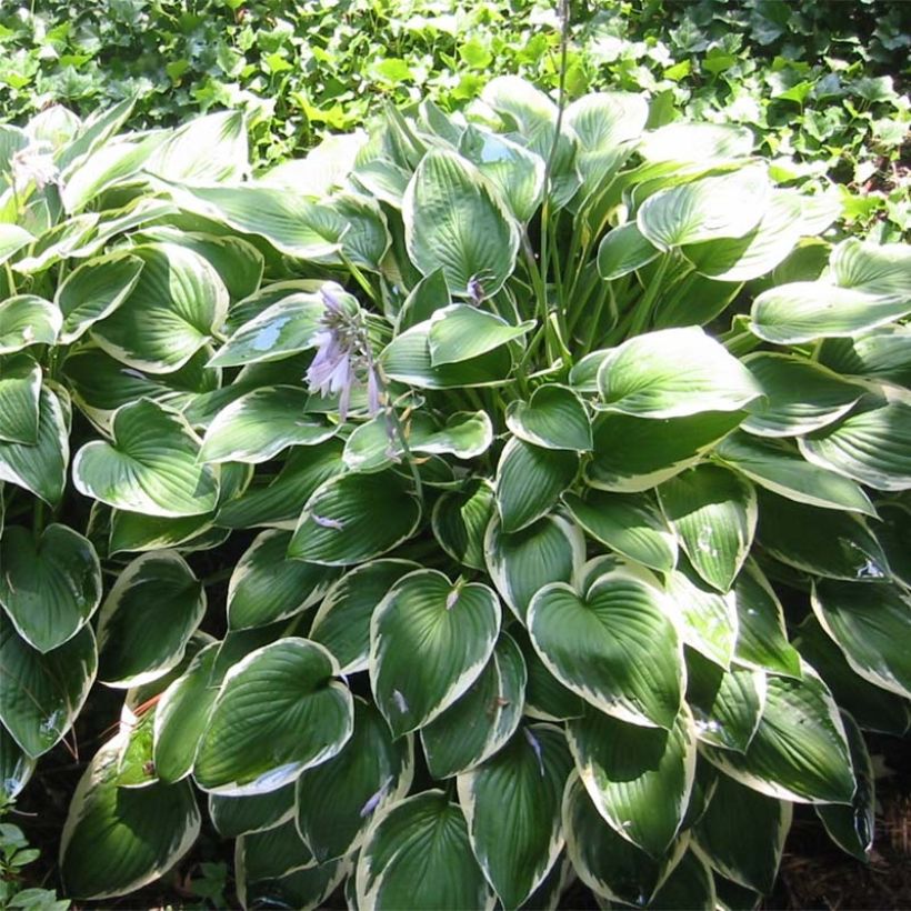 Hosta fortunei Francee - Garten-Funkie (Plant habit)
