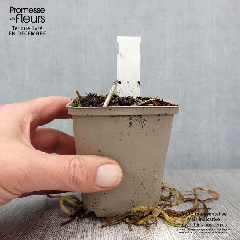 Exemplar von Hosta fortunei Gold Standard - Garten-Funkie Kleine Töpfe von 8/9 cm wie im Herbst geliefert