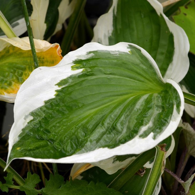 Hosta fortunei Patriot - Garten-Funkie (Foliage)