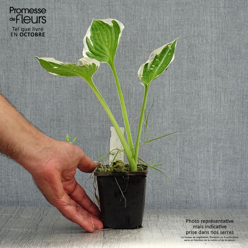 Exemplar von Hosta fortunei Patriot - Garten-Funkie Kleine Töpfe von 8/9 cm wie im Herbst geliefert